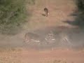 Deer Fight,.. Neck Twisting