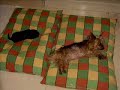 camada de perros labradores