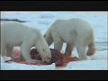 Russian Polar Bears