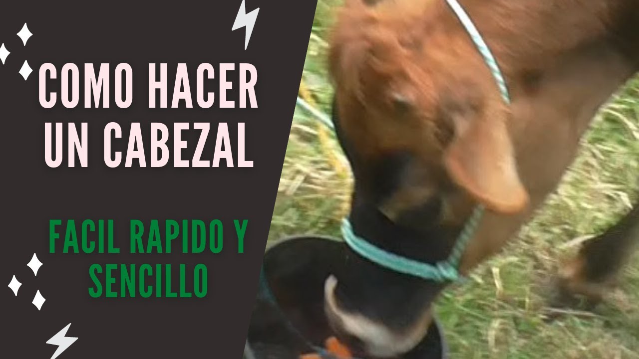 Como hacer una cabezal o jáquima para vaca