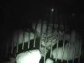 Liberation of Thousands of Animals in Moscow