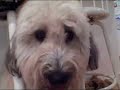 Wheaten Terrier gets stuck under kitchen stool