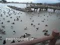 Ducks and whooping swans at Lake Hyo, Niigata, Japan