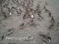 Ducks and whooping swans at Lake Hyo, Niigata, Japan