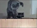 cat with a yoyo