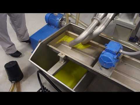 how to harvest olive oil