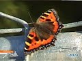 irlanda: roundtrip dublin galway  video 