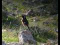 videos de Moussier's Redstart - Malta