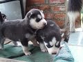 siberian husky welpen zu verkaufen