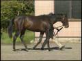 ＨＢＡオータムセール２００８上場Ｎｏ．１０５６（byボーンキング）