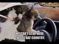 Caturday Tribute