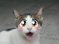 Caturday Tribute