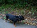 Rottweiler 2