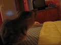 furet