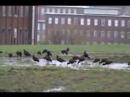 Glossy Ibis - Saco Factory Island
