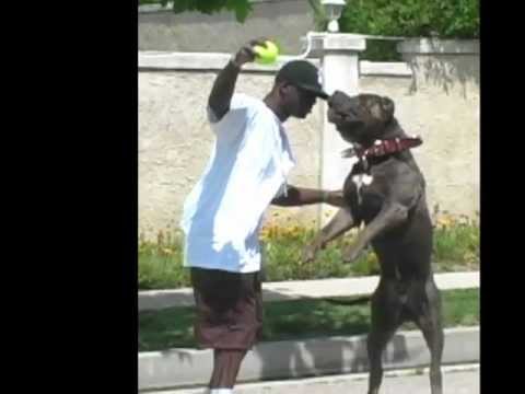 Pitbullpuppies Youtube on Pitbull Puppies For Sale  Pitbull Kennels  Pitbulls  Blue Pitbulls