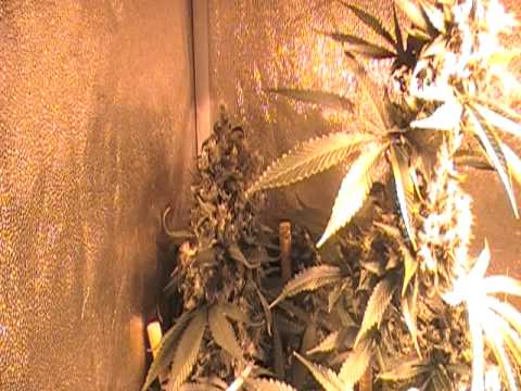 how to grow og purple kush