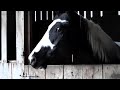 No Foot - No Horse