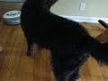 Bogart and Roomba @ 10 months