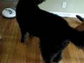 Bogart and Roomba @ 10 months
