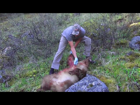 how to skin a bear for a rug