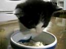 ?????- Kitten Having Breakfast ?????- Kitten Having Breakfast