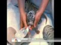 White Tiger Cubs