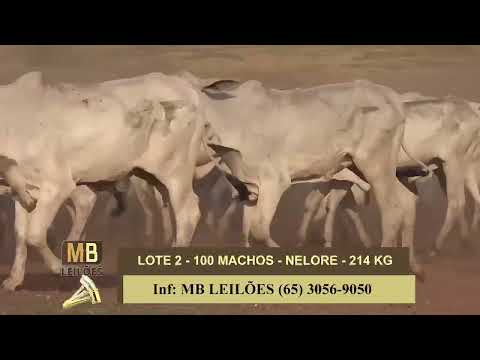 1� LEIL�O VIRTUAL FAZENDA NAYARA & CONVIDADOS