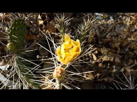 how to fertilize prickly pear