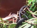 Thrasops jacksonii mating. Thrasops jacksonii mating.