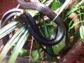Thrasops jacksonii mating.