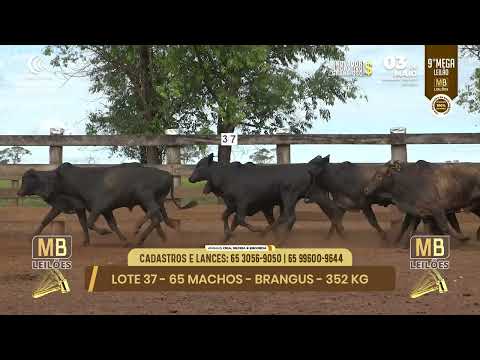 9� MEGA LEIL�O DA MB LEIL�ES