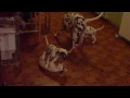 yogi  the babysitter.MOV