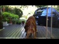 Watch 'Boxer vs Bracco Italiano MMA      - YouTube'