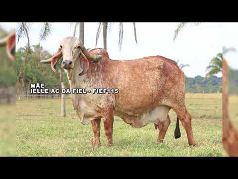 LOTE 16 - UBERABA DA KUBERA