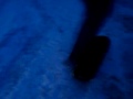 Awesome Skateboard shove it by justin MC Hammer