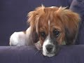 Our puppy Lilly aged six months