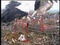 Stork's Nest (Storchennest) Holzhausen - Feeding 01