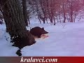 kralavci.com - domuz s�rek av?