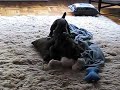 Maximus Decimus Meridius Playing