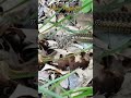 アカディア国立公園の動物：豆知識５つ #Shorts