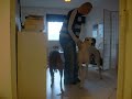 Huimia koiratemppuja osa 1.
