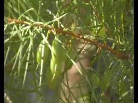how to grow nsw christmas bush