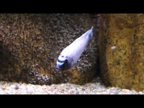 polit - Pseudotropheus Polit.