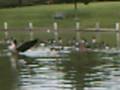 geese training 101