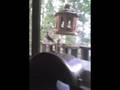 rare bird spotted