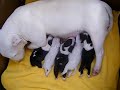 minibull puppy1