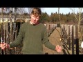 Permakultur-Garten 13 - Obstbaumveredelung (zu Gast in Westen bei der Baumschule Reinhardt)