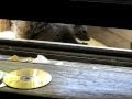 Squirrels Refuse GM Genetically Modified Corn Tortilla.avi
