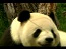 Bearry White